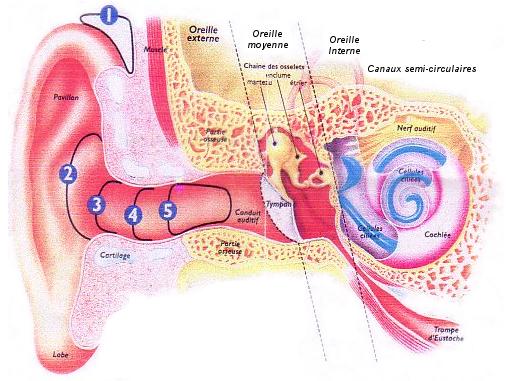 anat